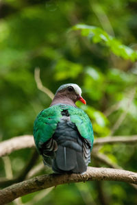 Close-up of bird perching on tree