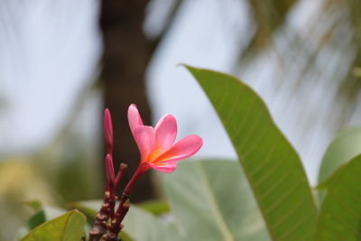 Close-up of pink flower with leaves