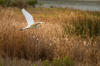 Bird flying over grass