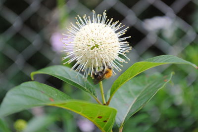 Close-up of bee on flower