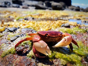 Close-up of crab on rock in sea