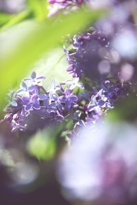 Close-up of purple flowering plant