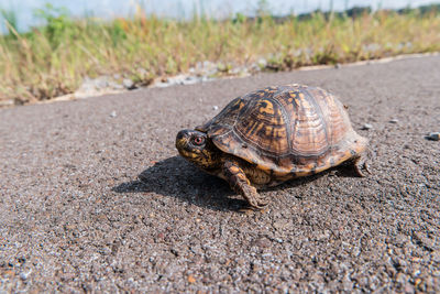 Lizard on a road