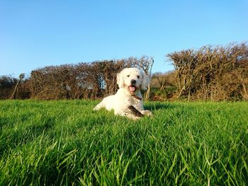 Portrait of cute dog relaxing on grassy field against clear sky