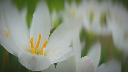 Close-up of day lily blooming outdoors