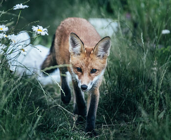 Fox walking among tall grass