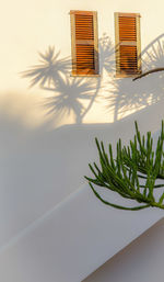 Low angle view of plant against building