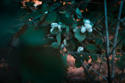 Close-up of berries growing on tree