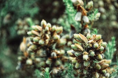 Close-up of pine cones on plant