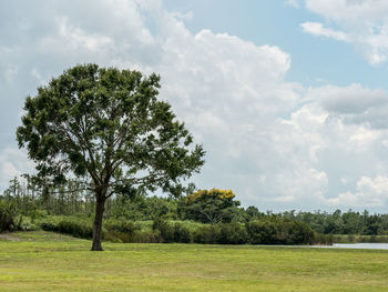 Tree on field against sky