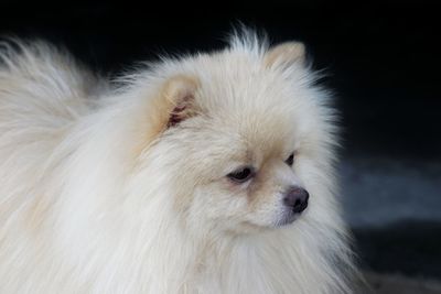 Close-up of dog looking away