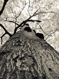 Low angle view of bare tree