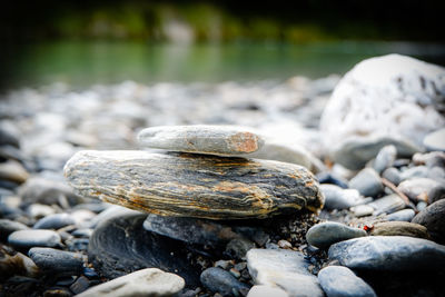 Close-up of shells on rock