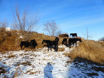 View of a horse on snow covered field