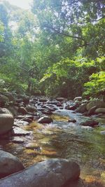 View of trees in water