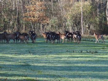 Horses grazing on field