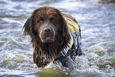 Close-up of wet dog in river