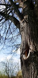 Low angle view of bare tree against sky