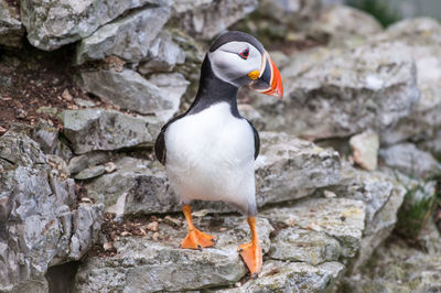 Close-up of bird standing on field