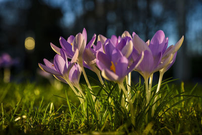 Close-up of purple crocus flowers on field