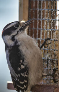 Downy woodpecker on the suet feeder