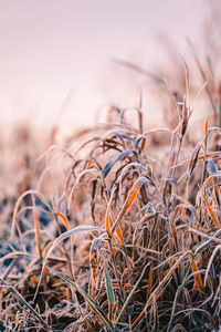 Close-up of dried plant on field