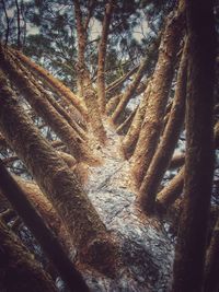 Low angle view of tree trunk in forest