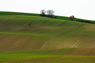 Scenic view of agricultural field against clear sky