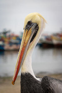 Close-up of a bird