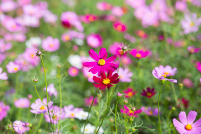 Close-up of pink cosmos flowers on field