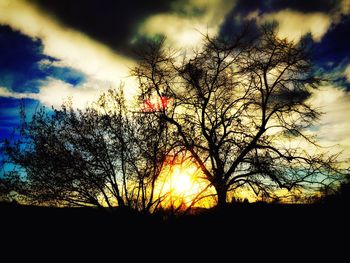 Silhouette of trees at sunset