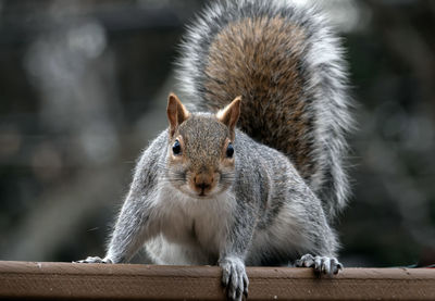 Close-up of squirrel