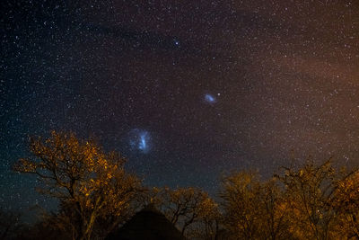 Low angle view of trees against sky at night