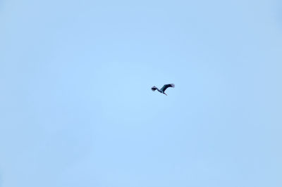 Low angle view of bird flying against clear blue sky