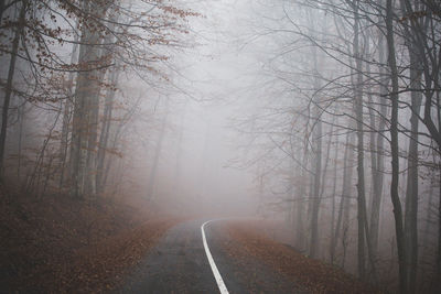 Road amidst trees in fog