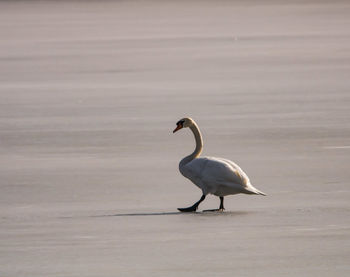 Bird on a lake