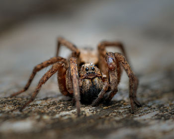 Close-up of spider