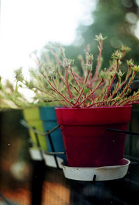 Close-up of plant against blurred background