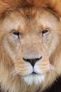 Close-up of animal eye