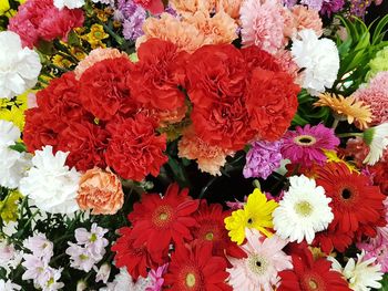 High angle view of multi colored flowering plants