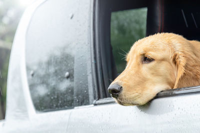 Brown dog  golden retriever  sitting in the car at the raining day. traveling with animal concept