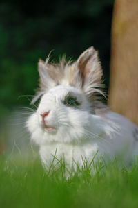 Close-up of cat lying on grass