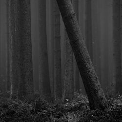 Close-up of tree trunk in forest