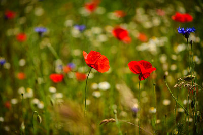 Close-up of red poppy flowers on field