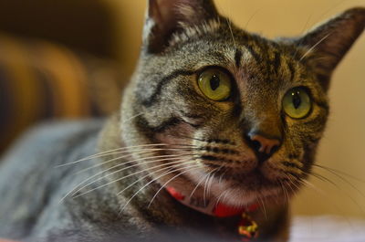 Close-up portrait of a cat