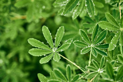 Green plants with raindrops on shrub