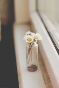 Daisy of white flower on table
