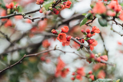 Low angle view of red berries on tree