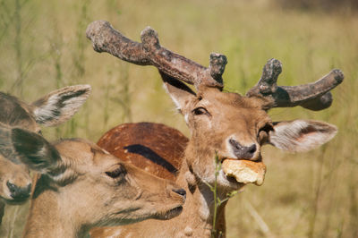 Close-up of deer on field