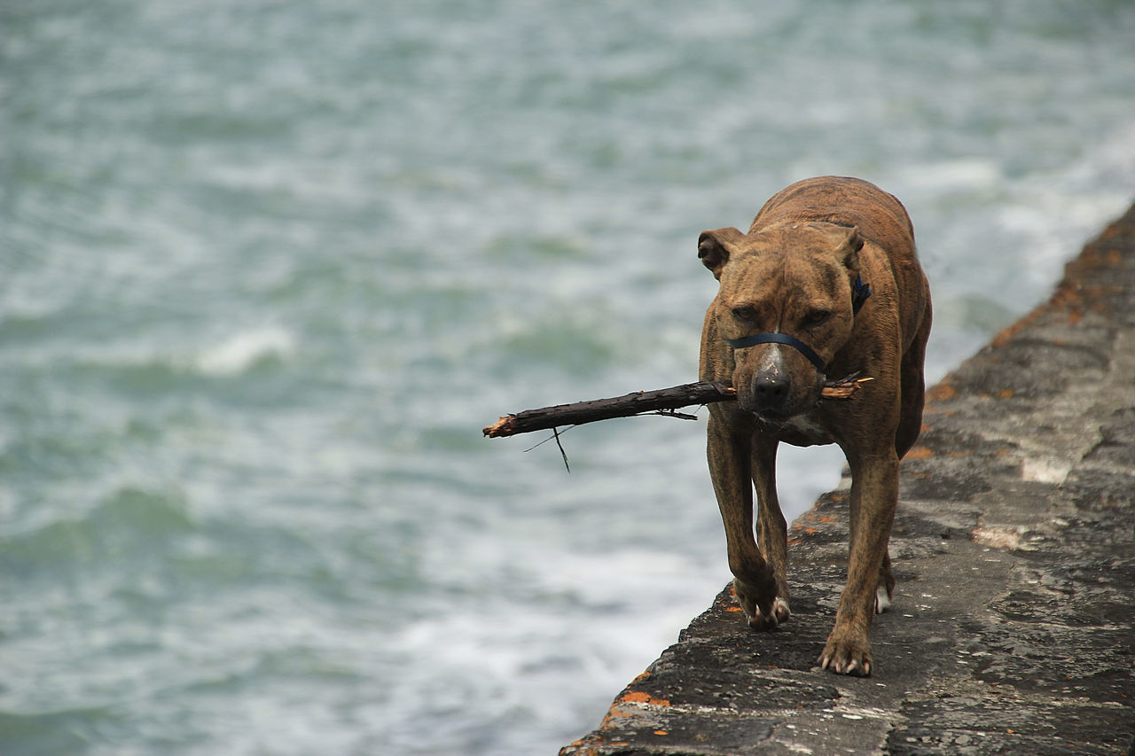 Cinnamon dog